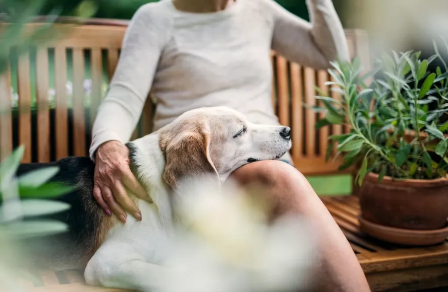 Signs of Cognitive Decline in Senior Dogs: What Owners Miss and What Actually Helps