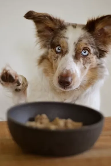 Best Supplements for Senior Dog Joint Health: What Works and What Doesn't