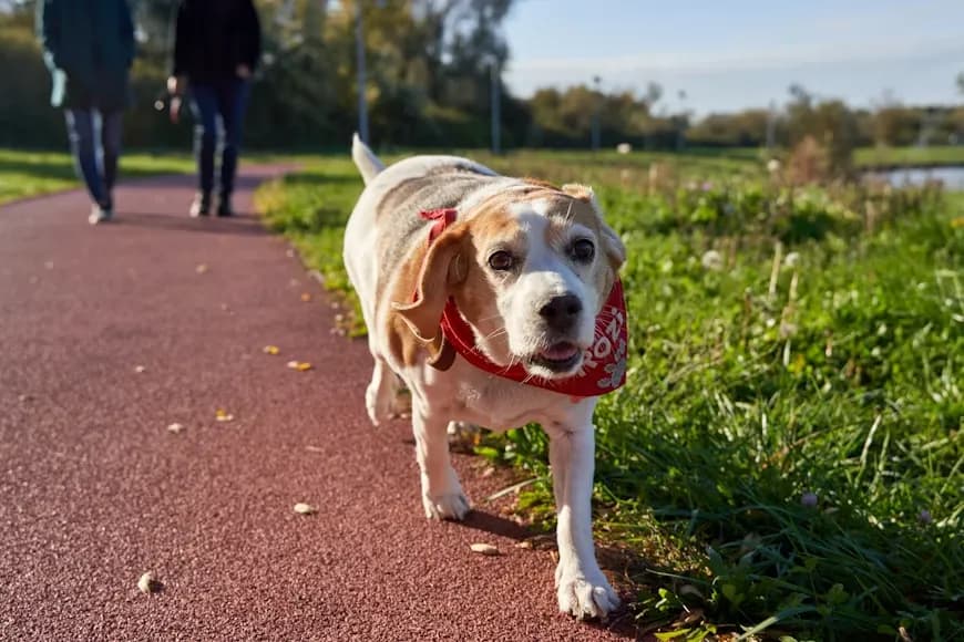 How to Help a Dog With Arthritis at Home: A Vet's Complete Guide