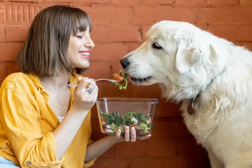 Best Food for Senior Dogs With Arthritis: What the Evidence Actually Says