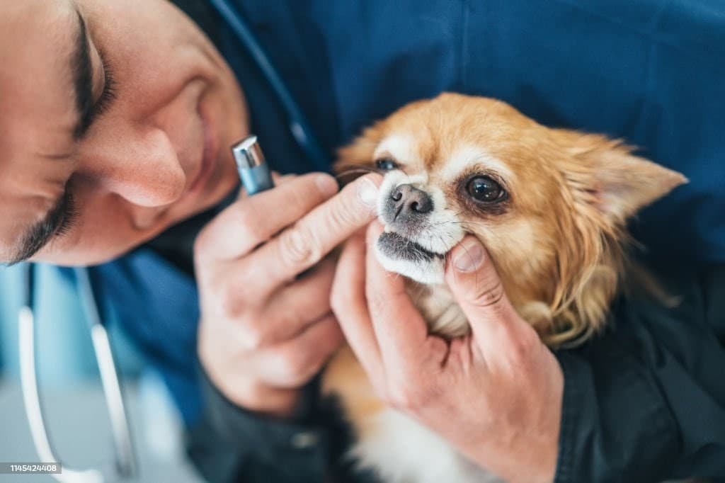 Senior Dog Not Eating โ Should I Be Worried?