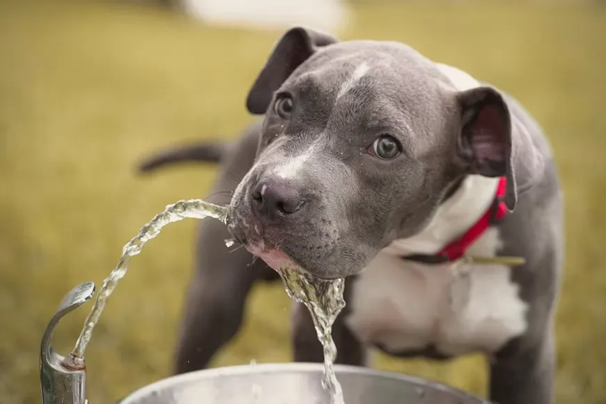 Kidney Disease in Senior Dogs: What Every Owner Needs to Know