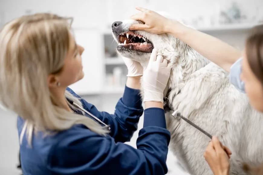 Senior Dog Dental Disease: What That Bad Breath Is Really Telling You