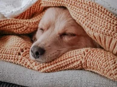 Heart Disease in Senior Dogs: The Signs Every Owner Needs to Know