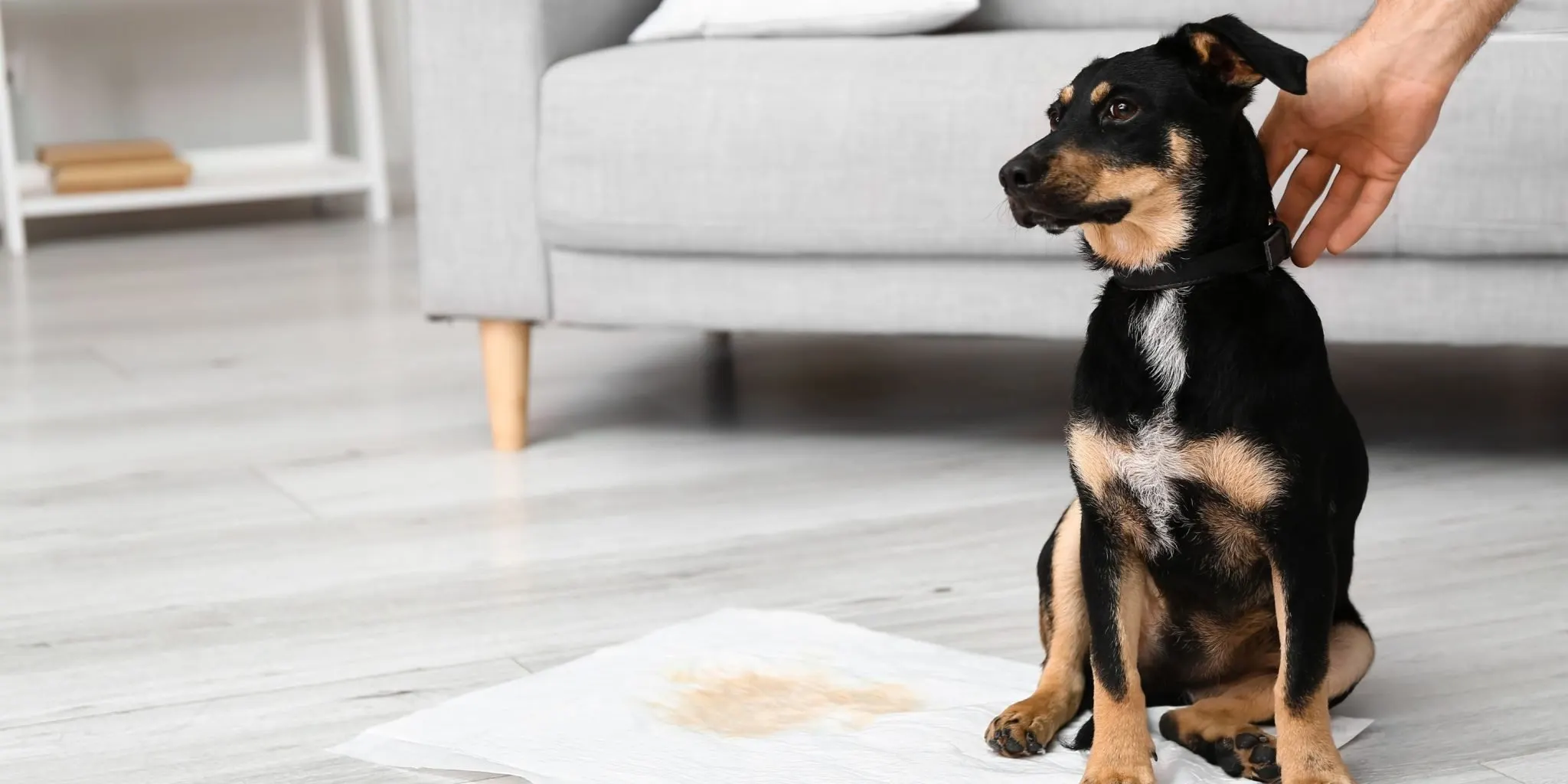 My Old Dog Is Leaking Urine — A Vet Explains Why It Happens and How to Fix It