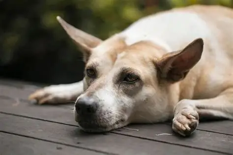 My Old Dog's Back Legs Are Giving Out — A Vet Explains Why and What to Do