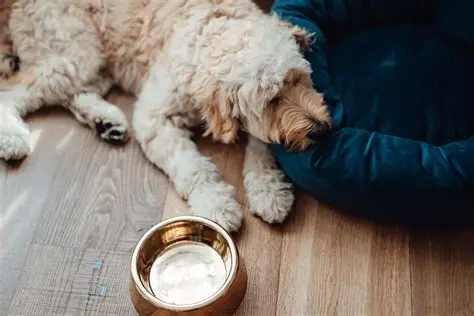 My Old Dog Is Not Drinking Water — A Vet Explains Why and What to Do Right Now