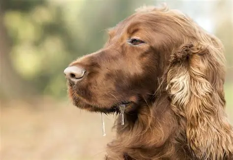 My Old Dog Is Suddenly Drooling — A Vet Explains Every Cause and What to Do