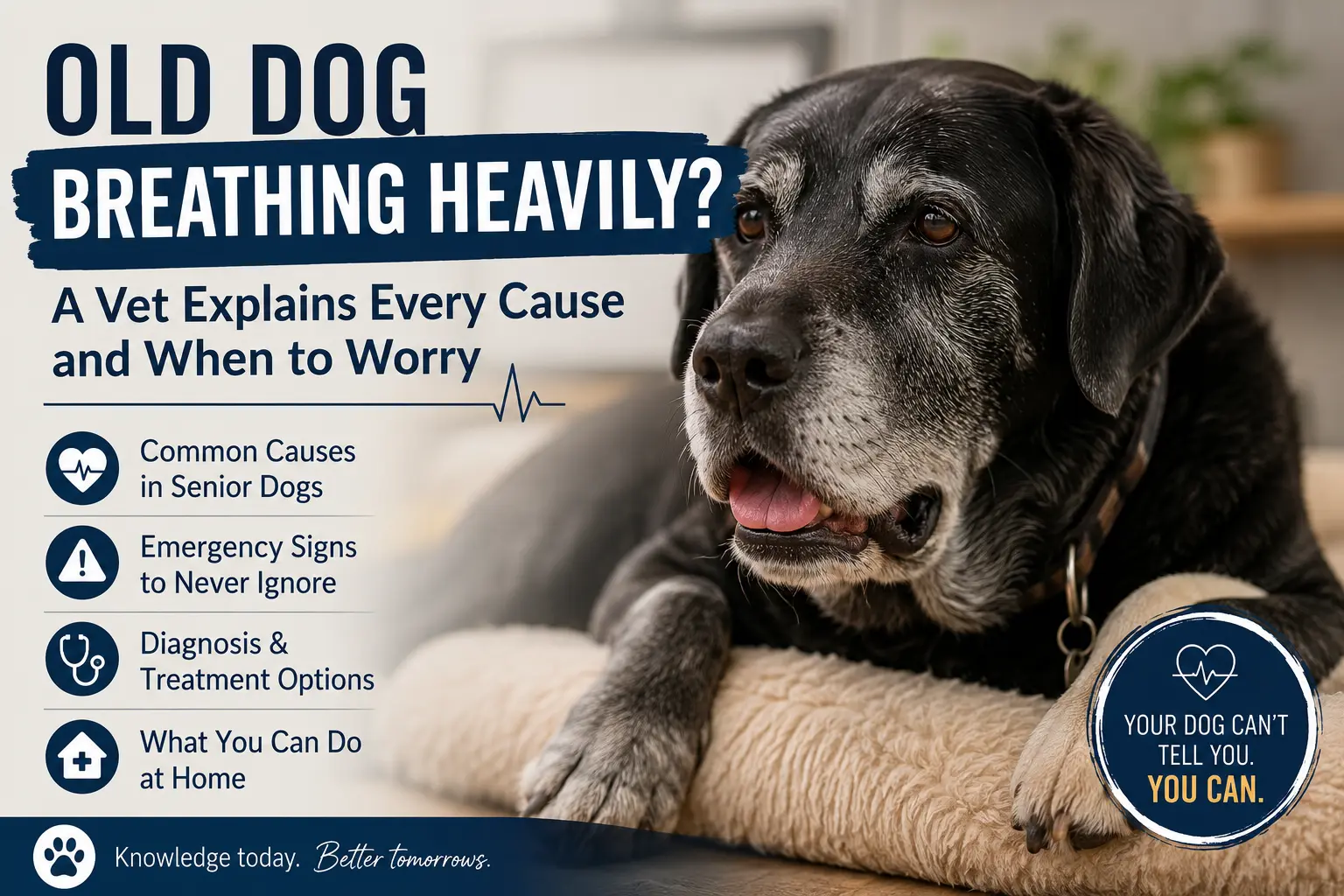 Old Dog Breathing Heavily While Resting? A Vet Explains Every Cause and When to Worry