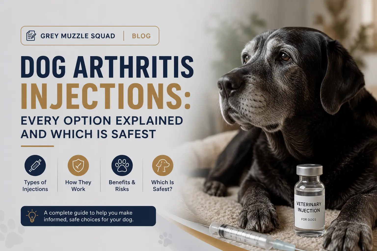 My Senior Dog Is Drinking a Lot of Water — A Vet Explains Every Cause